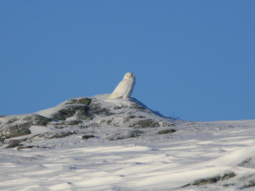 Ønsker tips om ugler i Nordland