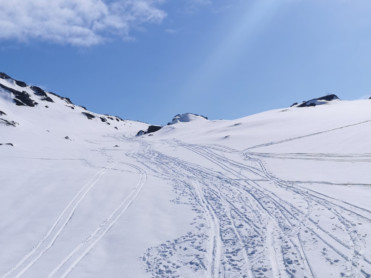 Tørrsnø og blåswixføre i høyfjellet