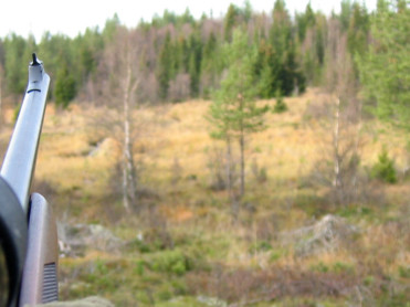 Elgjakt i siktet