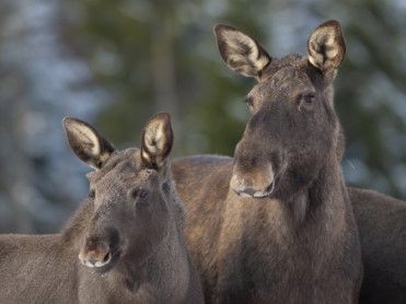 Aksjonerte etter mistanke om ulovlig jakt