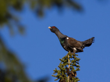Toppjakt på skogsfugl
