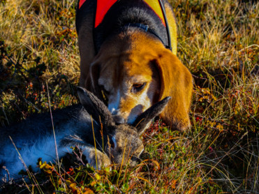 Beitefuru, storørret og harehund i ulveland