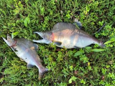 Pukkellaks invaderer norske elver