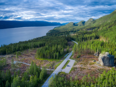 Gigant fram fra skogen