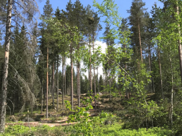 Sterkere skog mot snølast og stormkast