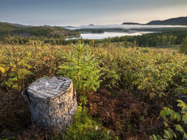 Statskog med rekordhøy skogplanting