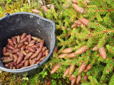 Konglesanking for bedre skog