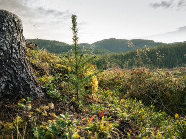 Planterekord for Statskog