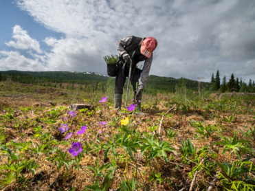 Skogplanting på rekordnivå