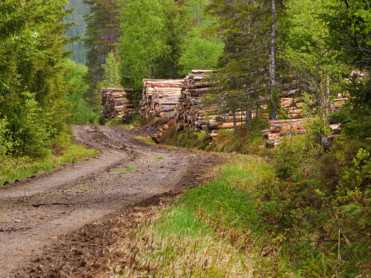 Statskog med i nasjonal satsing
